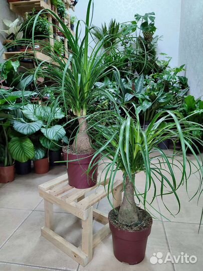 Нолина (бокарнея) высотой 63 см