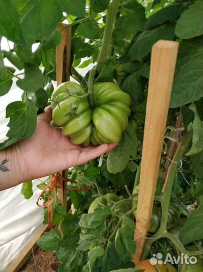 Семена сортовых томатов