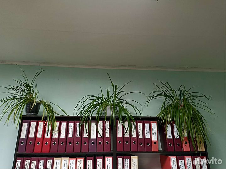 Хлорофитум