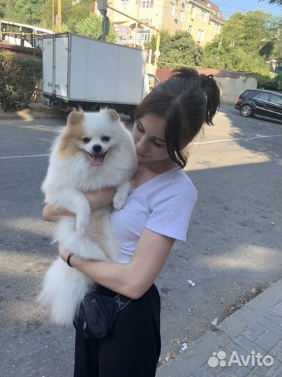 Померанский шпиц