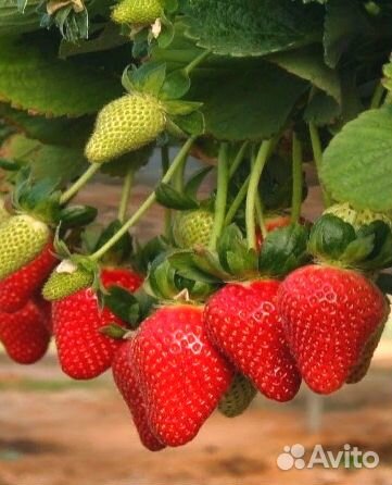 Рассада земляники, клубники - ремы и простые