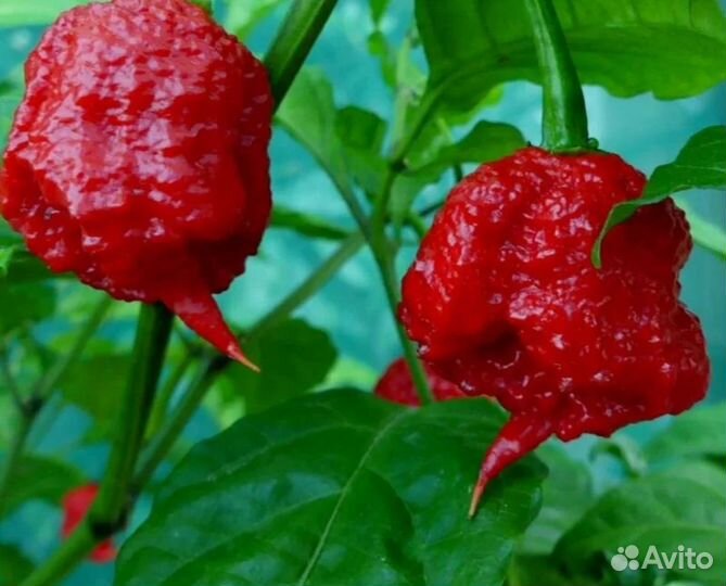 Перец острый