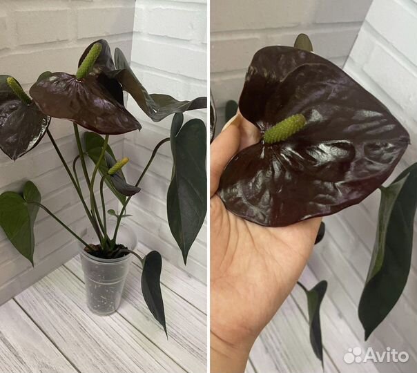 Антуриум гиант шоколад