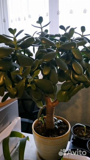 Комнатные растения цветы