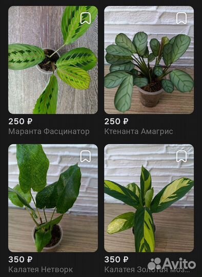 Маранта, калатея