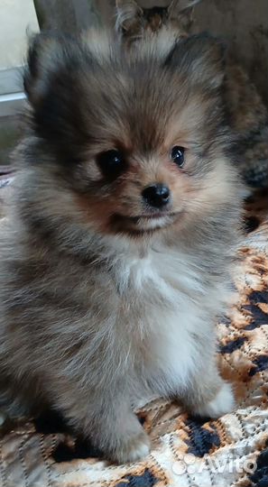 Малый немецкий шпиц