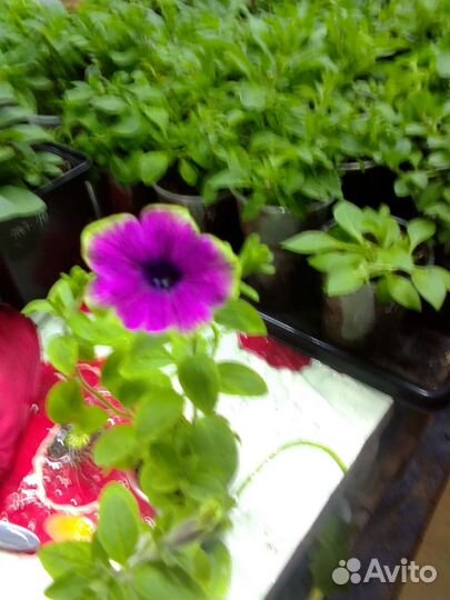 Вегетативная петуния