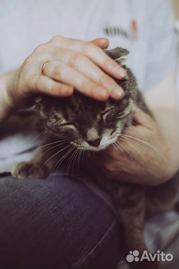 Кошка