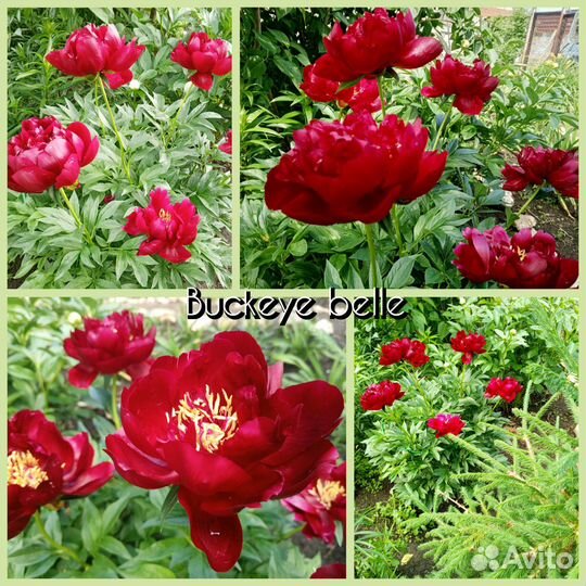 Пионы сортовые