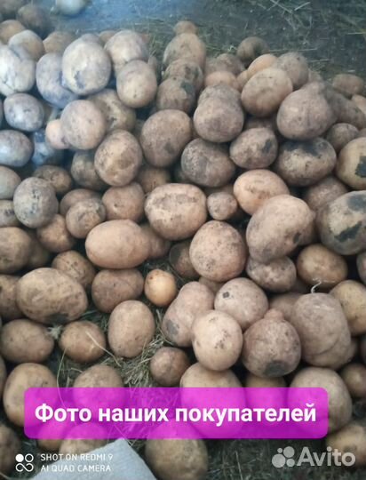 Семенной картофель Сынок Шарвари пирошкаСарпо мира