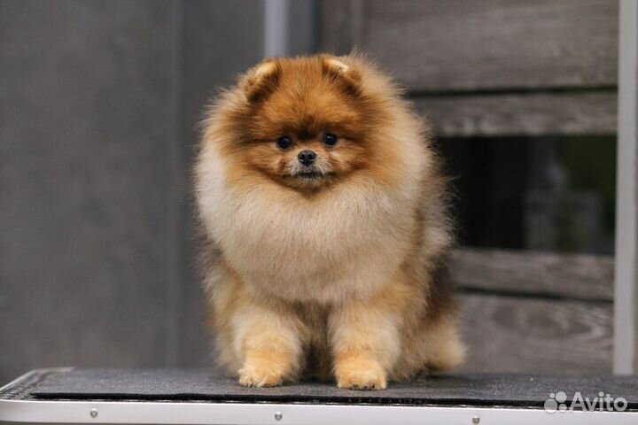 Померанский шпиц мальчик РКФ мини