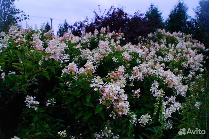 Гортензия метельчатая крупномер