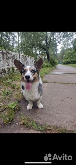 Корги кардиган вязка