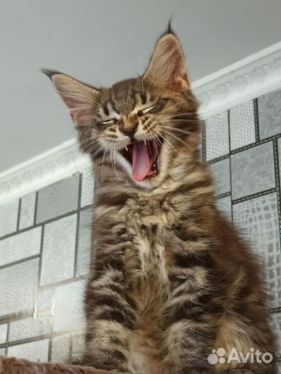 Котята мейн-кун полидакт