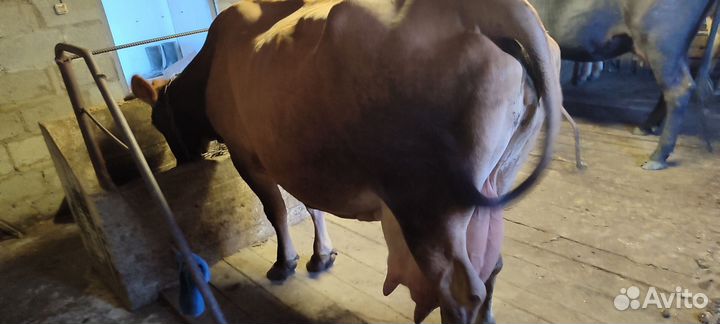 Корова стельная дойная