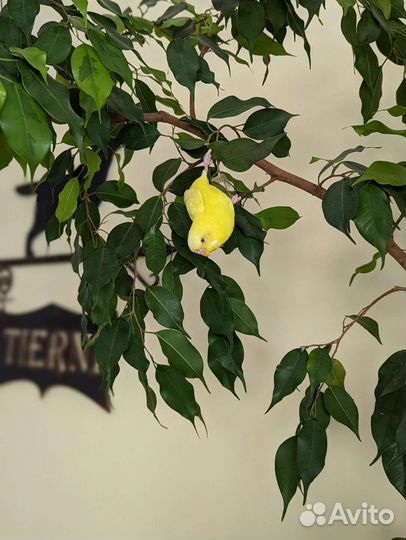 Яркая парочка попугаев