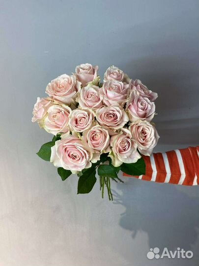 Свежие розы Голландии в наличии опт/розница