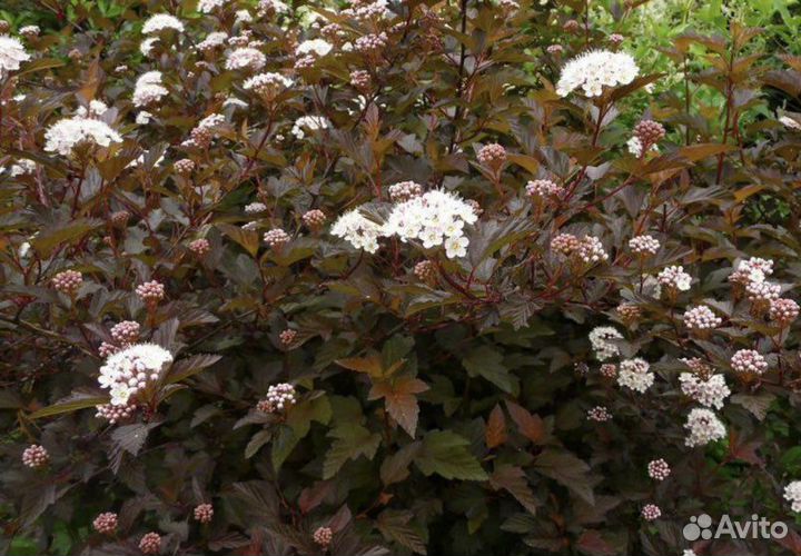 Пузыреплодник Диаболо Д’Ор