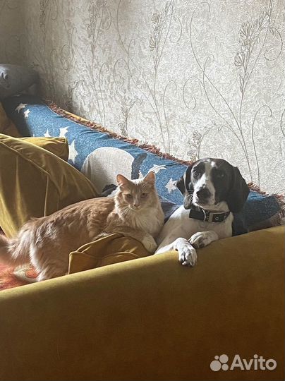 Передержка собак, кошек, грызунов