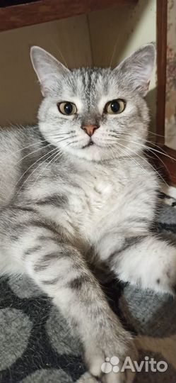 Миниатюрная Стешенька 3 года