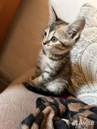 Отдам девочку