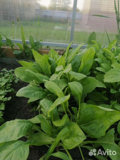 Зелень щавель петрушка