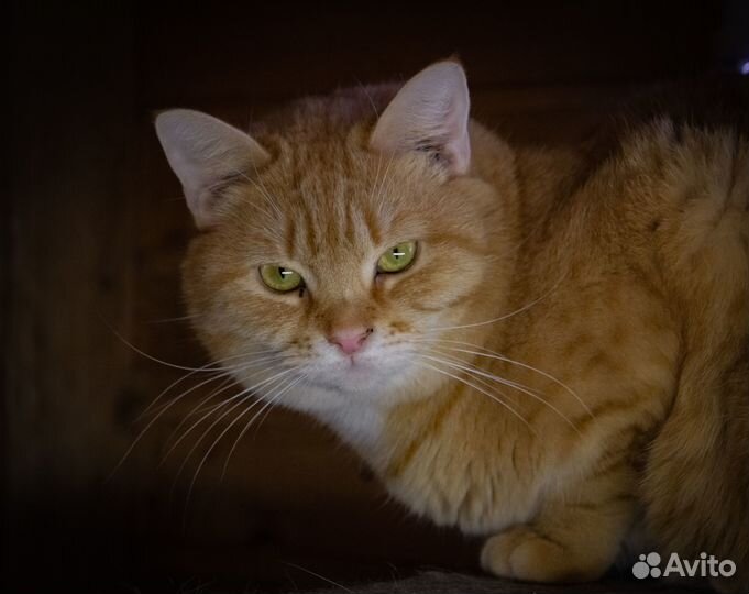 Рыжие котики из приюта