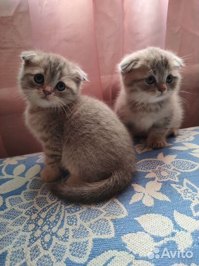 Шотландские вислоухие котята мраморные