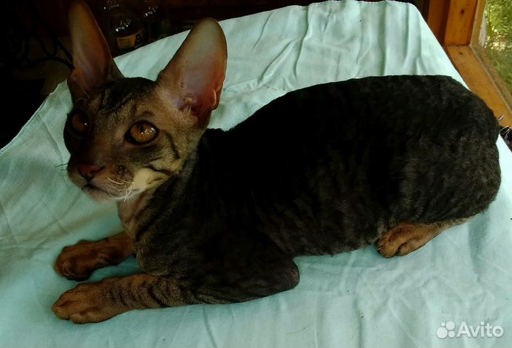 Корниш-рекс