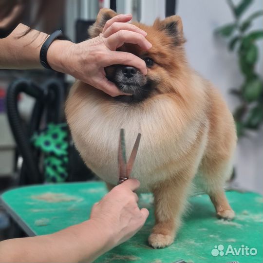 Обучение профессии грумер. Курсы груминга