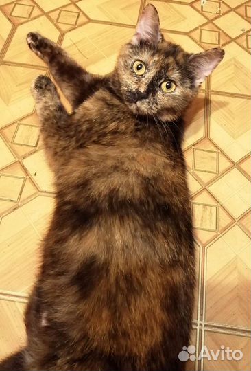 Кошки в добрые руки бесплатно