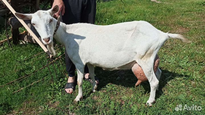 Зааненская дойная коза