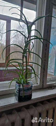 Алоэ лечебный