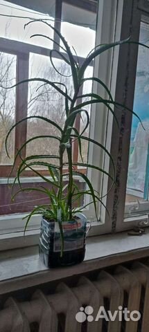 Алоэ лечебный