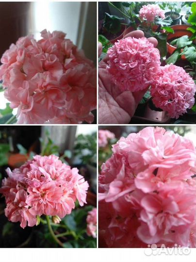 Сортовые пеларгонии