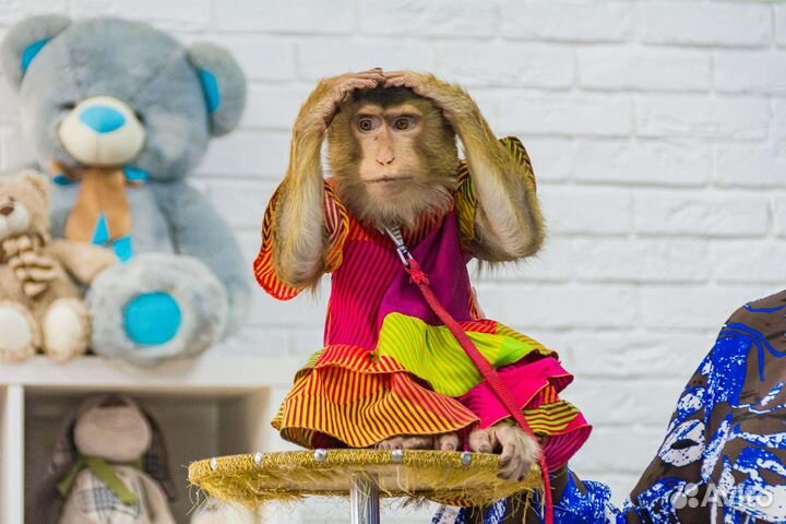 Шоу собачек, обезьянки, змеи Детский праздник