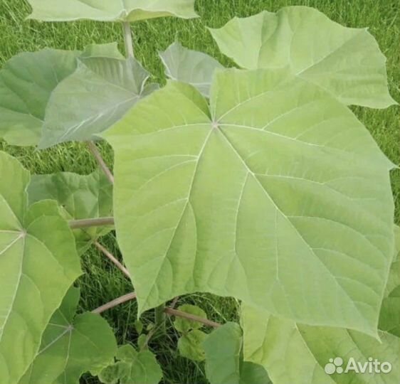 Саженцы павловния