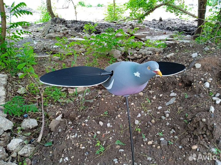 Махокрыл голубь для охоты