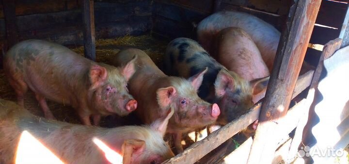 Продам свиней порода помесь Ландерс и дюрок