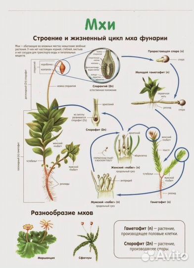Репетитор по биологии