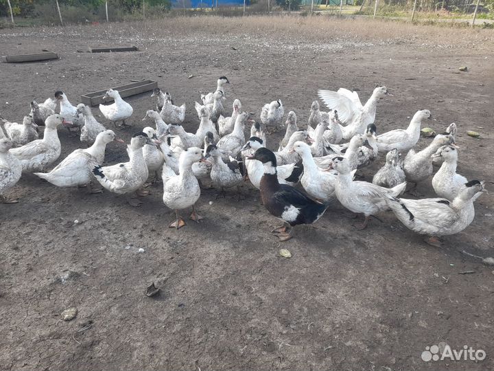 Утки муларды