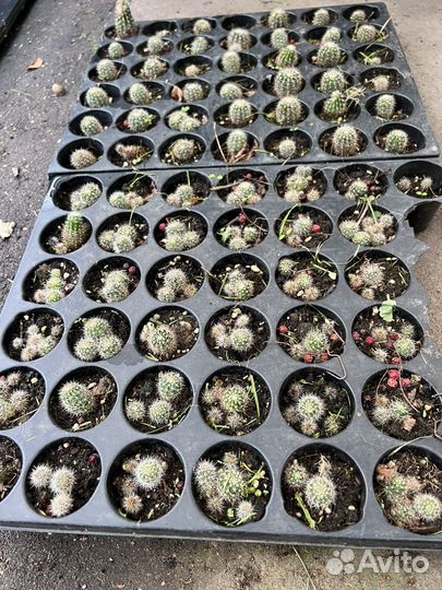 Кактус эхинопсис