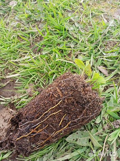 Рассада клубники гигантелла и другие сорта