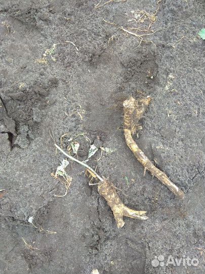 Корень хрена