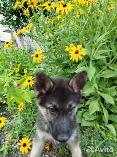 Немецкая овчарка