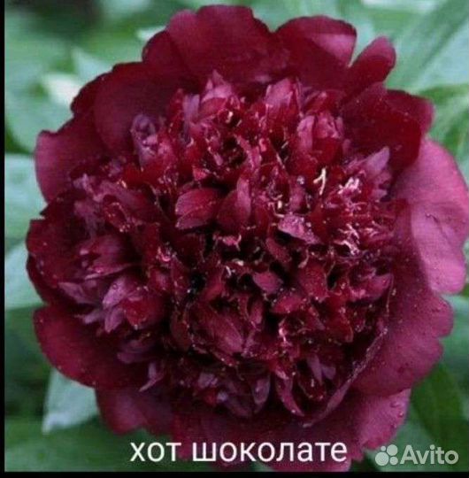 Пионы древовидные и гибриды