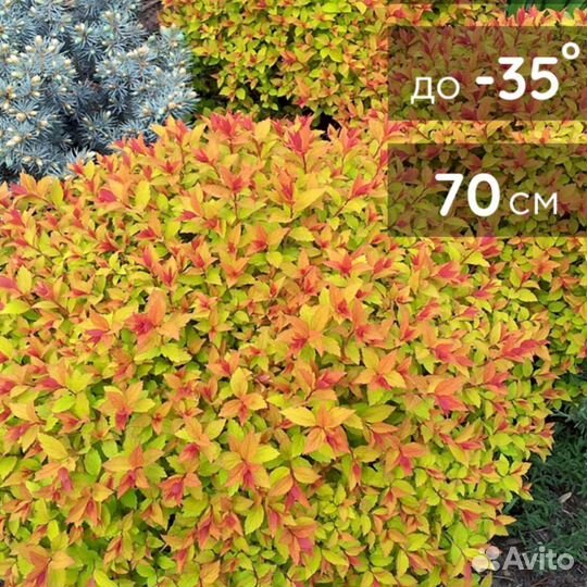 Спирея Японская Голдфлейм