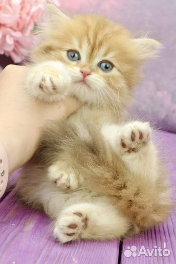 Золотая шоколадная мраморная шиншилла by12(22)