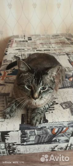 Кот в добрые руки