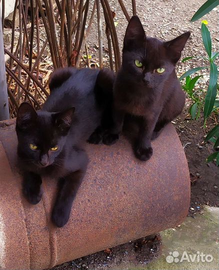 Кошки в добрые руки бесплатно